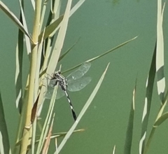 Orthetrum sabina