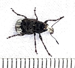 Eurymycter fasciatus