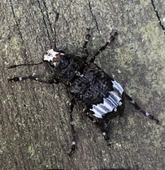 Eurymycter fasciatus
