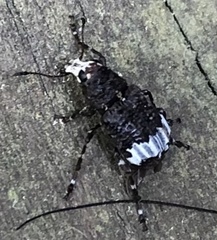 Eurymycter fasciatus