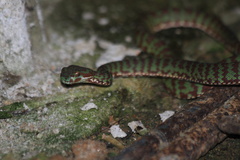 Trimeresurus venustus