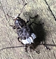 Eurymycter fasciatus