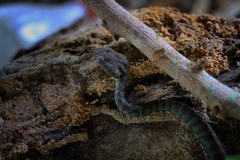 Trimeresurus venustus