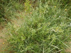 Hippophae rhamnoides
