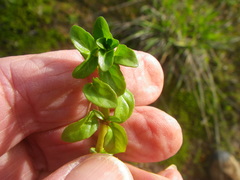 Phyla nodiflora nodiflora