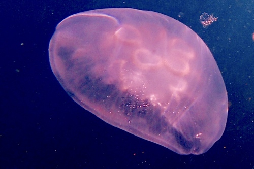 photo of Moon Jellies (Aurelia)