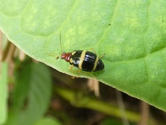 Gynandrobrotica