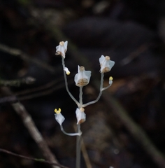 Burmannia lutescens