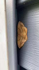 Prochoerodes lineola