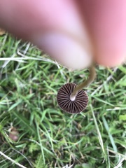 Panaeolus foenisecii