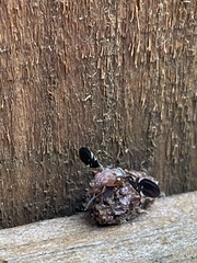 Delphinia picta