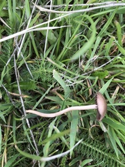 Panaeolus foenisecii