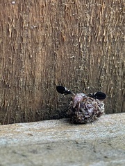 Delphinia picta