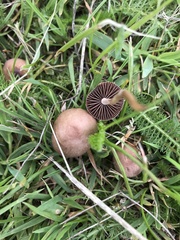 Panaeolus foenisecii