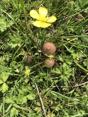 Panaeolus foenisecii