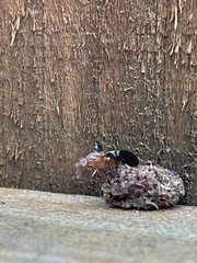 Delphinia picta