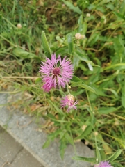 Centaurea jacea