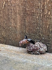 Delphinia picta