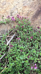Thymus alpigenus
