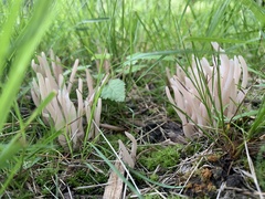 Clavaria fragilis vermicularis