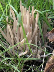Clavaria fragilis vermicularis