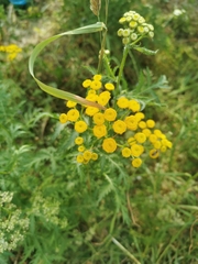 Tanacetum vulgare