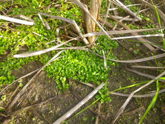 Phyla nodiflora nodiflora