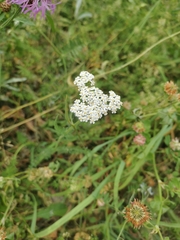 Achillea millefolium