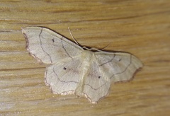 Idaea emarginata