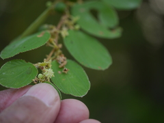 Ziziphus nummularia