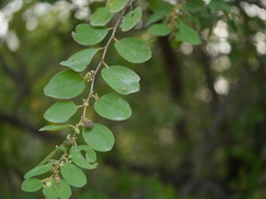 Ziziphus nummularia