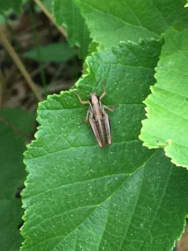 photo of Two-striped Grasshopper (Melanoplus bivittatus)