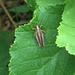 photo of Two-striped Grasshopper (Melanoplus bivittatus)
