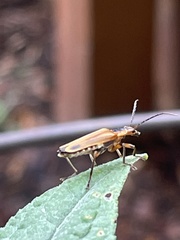 Chauliognathus marginatus