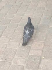 Columba livia domestica