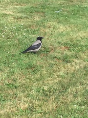 Corvus cornix