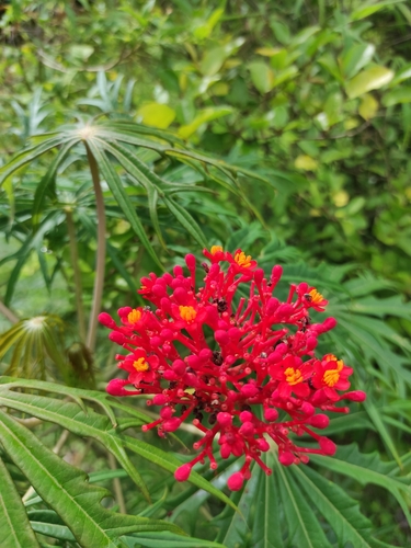 Jatropha podagrica