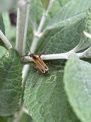 Chauliognathus marginatus