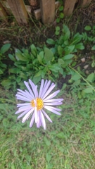 Aster alpinus
