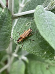 Chauliognathus marginatus