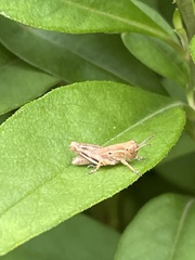 Acrididae