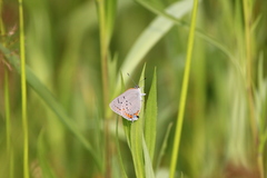 Satyrium acadica