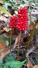 Arisaema macrospathum