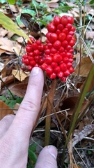 Arisaema macrospathum