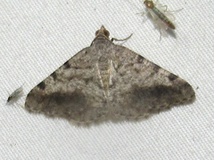 Frederickia disparcata
