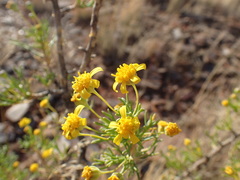 Euryops subcarnosus