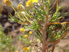 Euryops subcarnosus