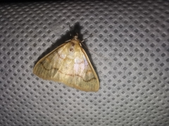 Helvibotys helvialis