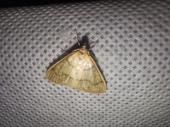 Helvibotys helvialis