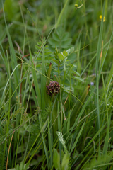 Dactylorhiza incarnata